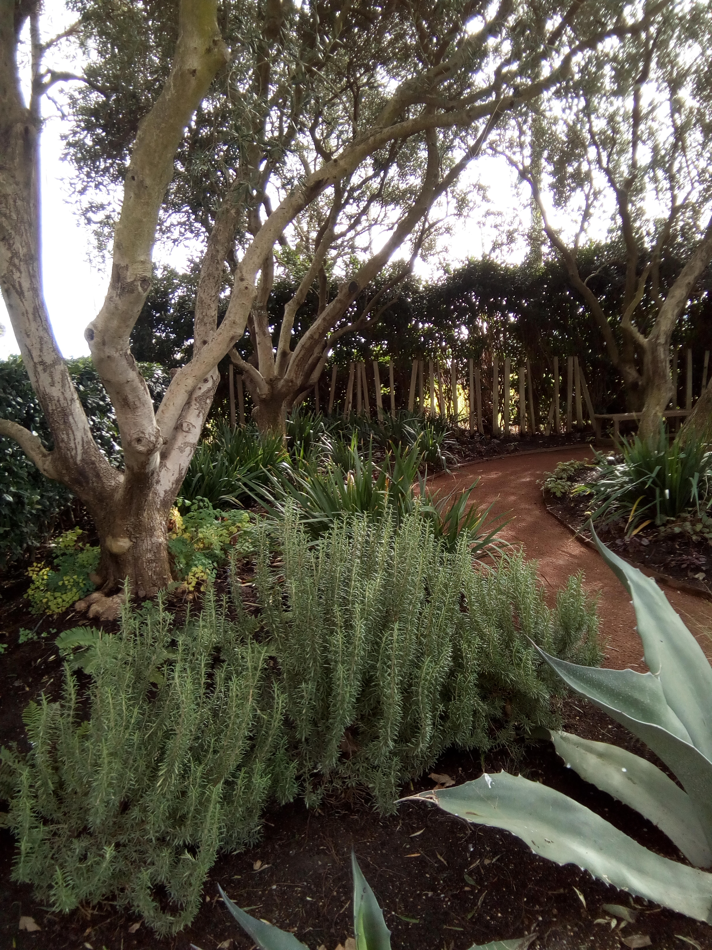 Graphic of Cornerstone garden with rosemary and century plants