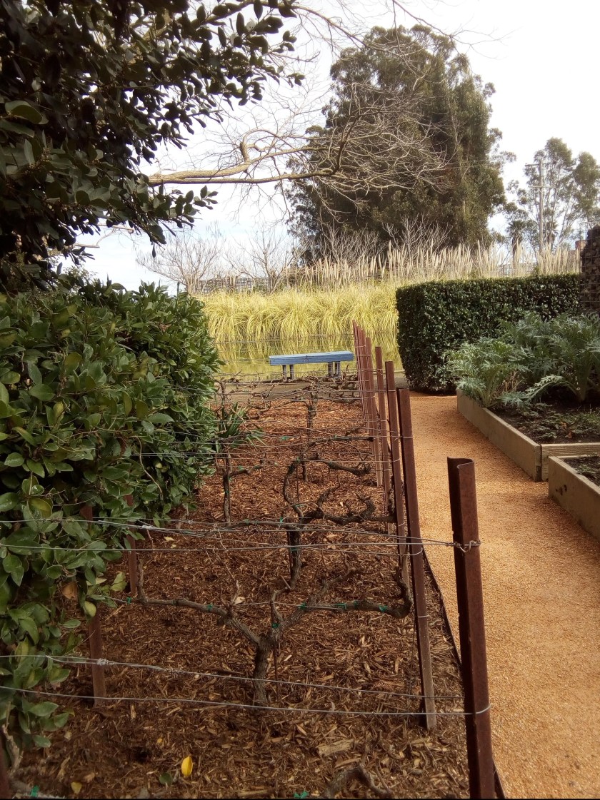 Graphic of Cornerstone Garden Mini Vinyard