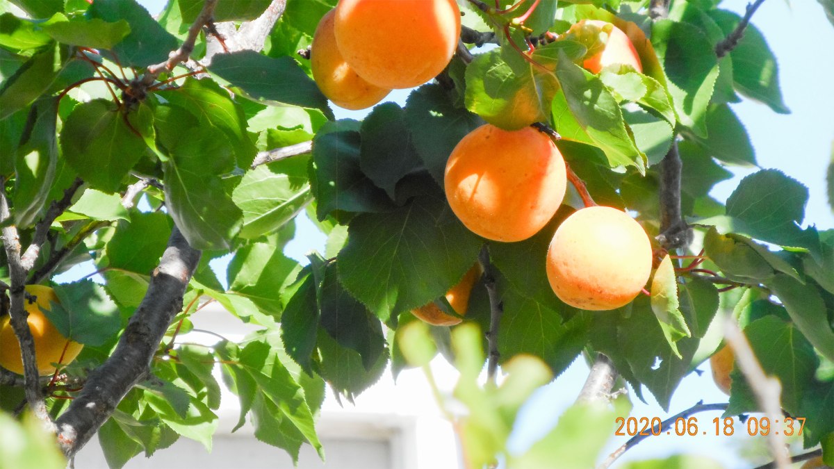 Image of apricot tree in bloom